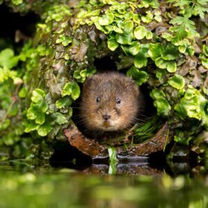 Water vole by Mark Bridger 3Shutterstock