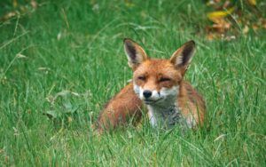 A red fox in an urban garden