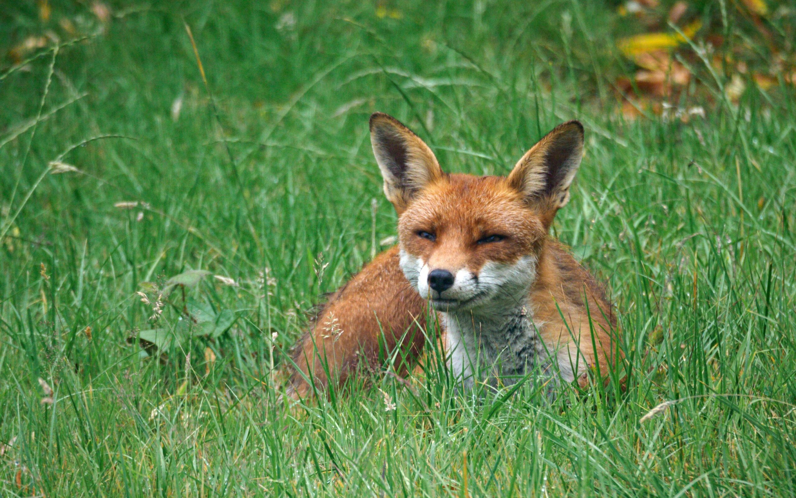 brett-jordan-unsplash-red-fox-in-garden