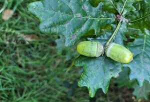 Two acorns at Briddlesford