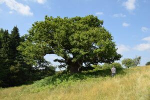 Ancient Oak tree