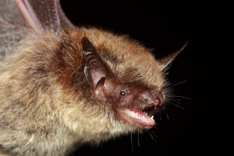 Whiskered, Brandt’s and Alcathoe bats - People's Trust for Endangered ...