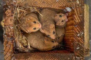 Multiple dormice inhabit one nest box