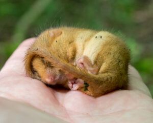 Dormouse in hand