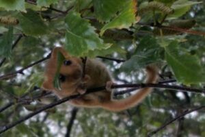 Young dormice in a birch tree
