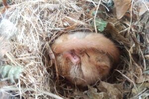 Torpid dormouse in natural nest