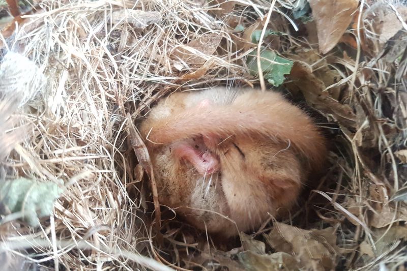 Torpid dormouse in natural nest