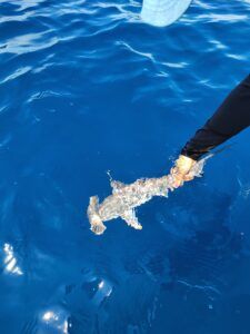Scalloped hammerhead shark ready to tag. Image credit Julio Sanchez.