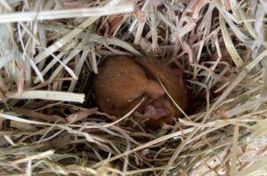 A torpor dormouse curled up in hay