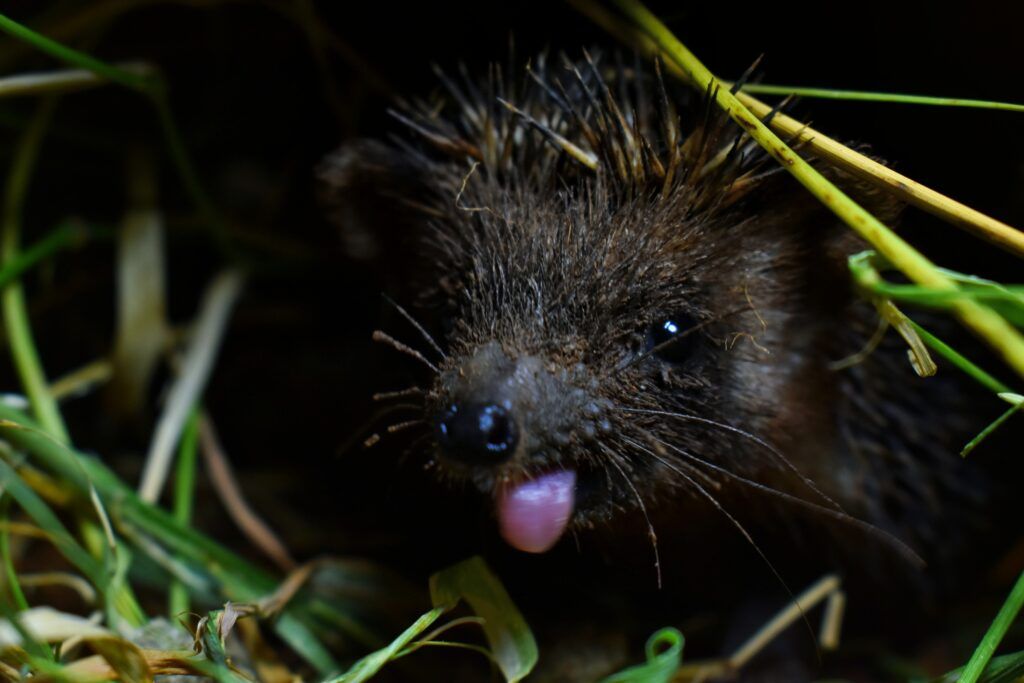 Madras hedgehogs in India