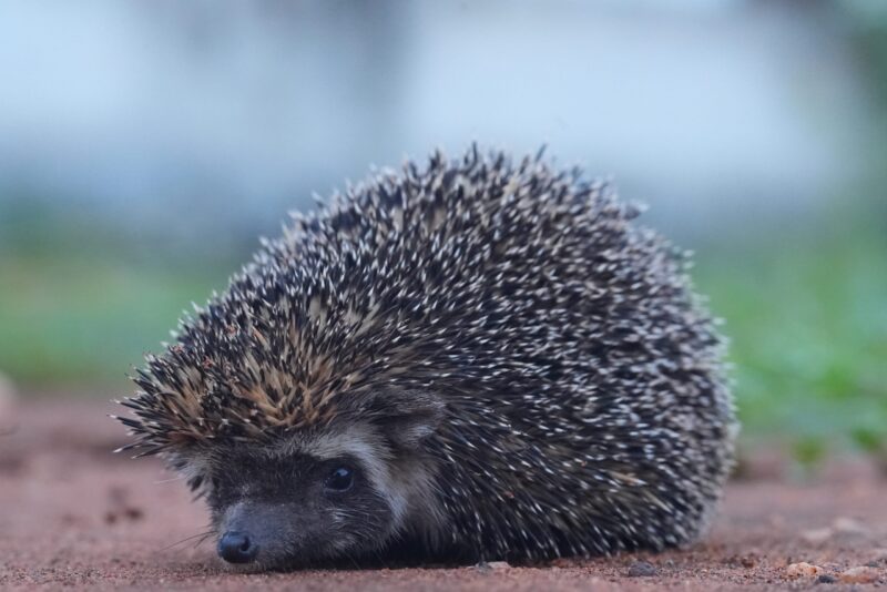Madras Hedgehog-Pradeep Hedge