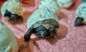 Asian Giant Tortoise hatchling_Sushmita-Kar