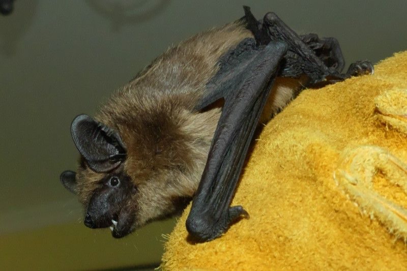 Serotine bat, credit Surrey Bat Group