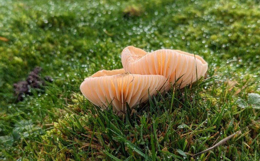 meadow_waxcap