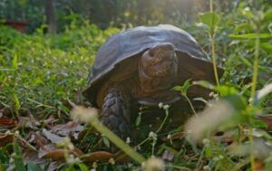 Asian giant tortoise