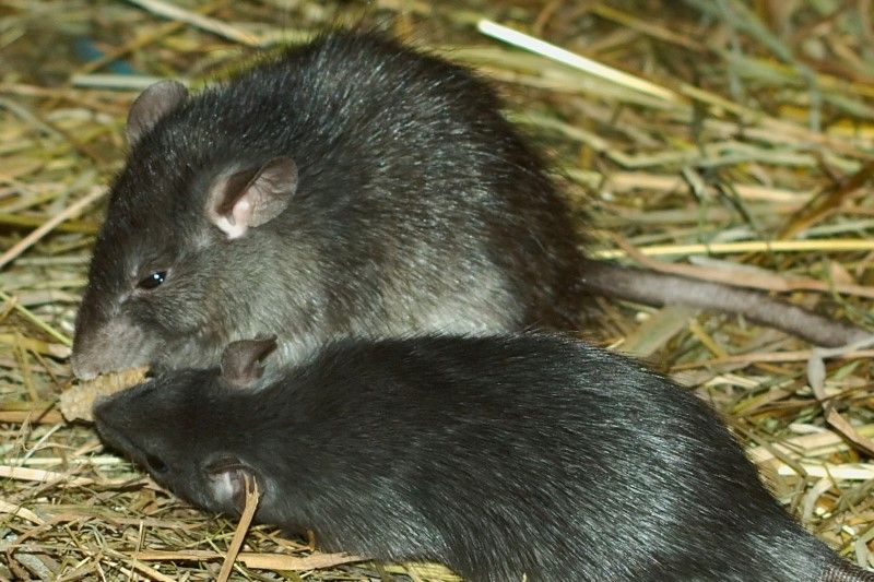 Black rat. Wiki Commons