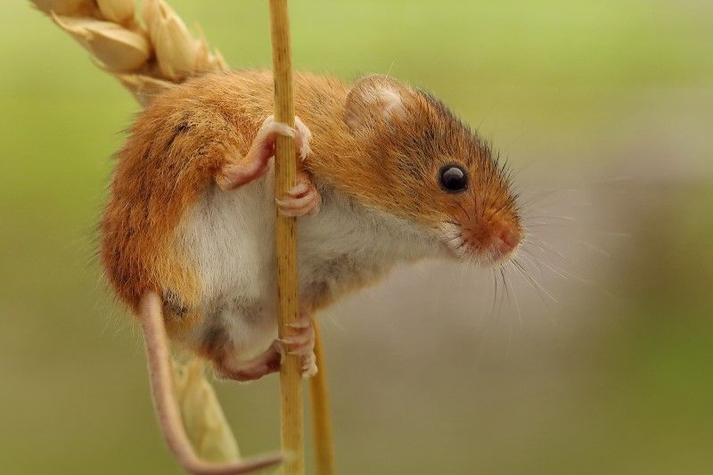 Harvest_Mouse. Wiki Commons