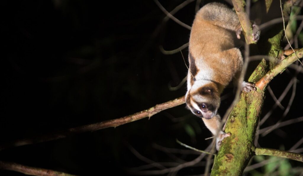 Little Fireface Project Slow Loris in a tree at night
