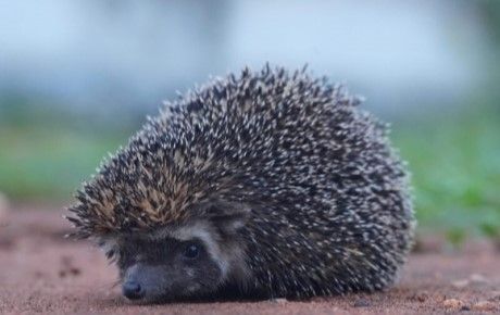 Madras-Hedgehog-Pradeep