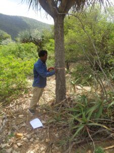 Measuring-DBH-of-Dracaena-ombet-tree-in-the-Desaa-dry-Afromontane-forest-Northern-Ethiopia-edited