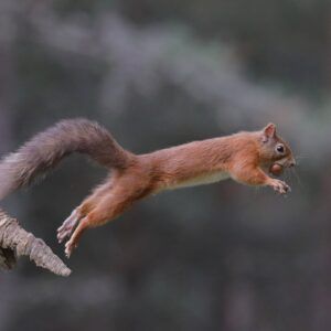 Red Squirrel - Paul Saunders