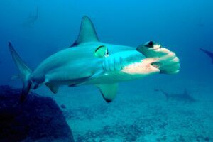 Scalloped hammerhead shark - Wiki Commons