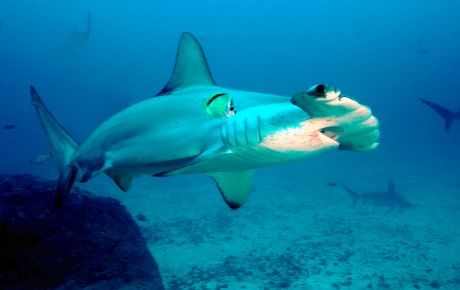 Scalloped hammerhead shark - Wiki Commons thumbnail