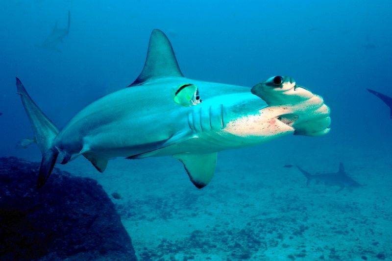 Scalloped hammerhead shark - Wiki Commons