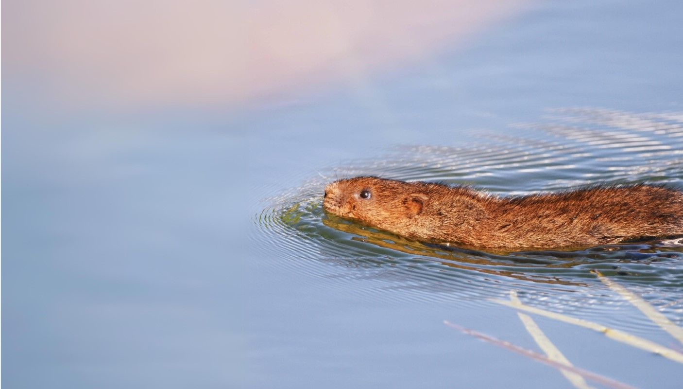 A water vole swimming by David Edwards