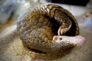 Chinese-pangolin.-Peoples-Trust-for-Endangered-Species