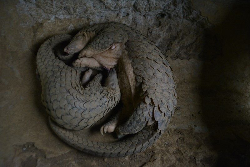 Chinese-pangolins-curled-up.-Peoples-Trust-for-Endangered-Species