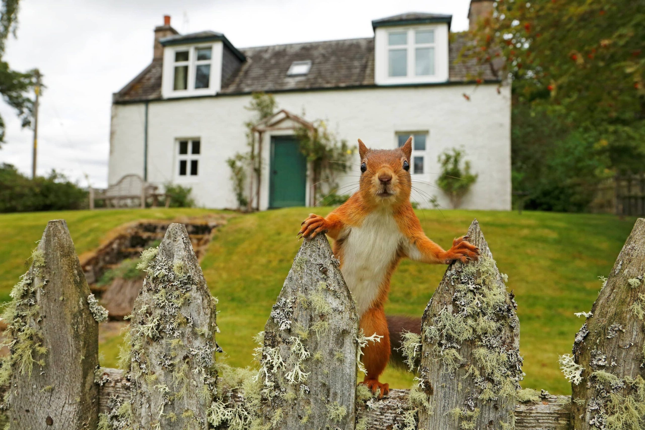 RED SQUIRREL NEIL MCINTYRE - People's Trust for Endangered Species