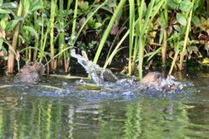 Three-water-voles-squabbling-Credit-David-Edwards