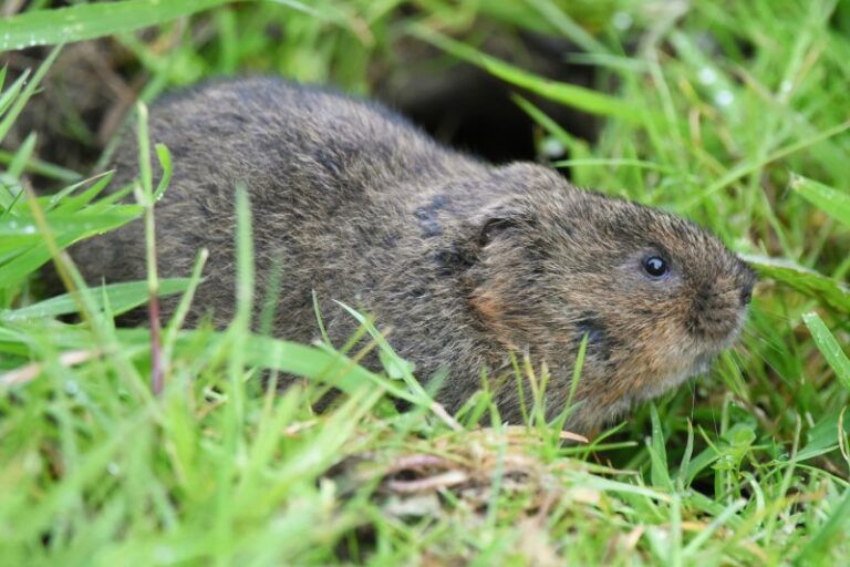 Invasive American mink and the plight of Britain's water voles - People ...