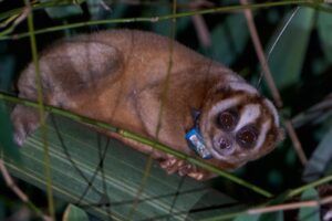 Lucu the slow loris. Photo Will Hall. People's Trust for Endangered Species