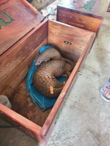 Russell-Gray-Two-pangolins-rescued-by-Save-Vietnams-Wildlife