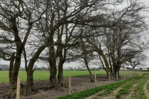 planting hedgerows. People's Trust for Endangered Species