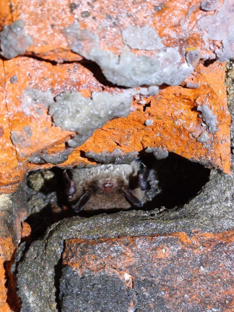 Bat in disused tunnel. People's Trust for Endangered Species