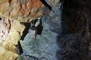 Bat in disused tunnel - credit Chiara Scaramella