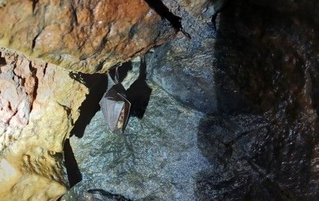 Bat in disused tunnel - credit Chiara Scaramella thumbnail