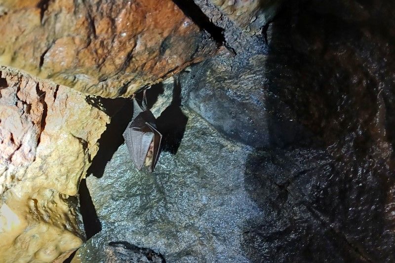 Bat in disused tunnel - credit Chiara Scaramella