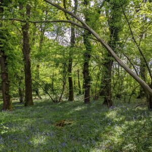 Briddlesford Woods square. People's Trust for Endangered Species