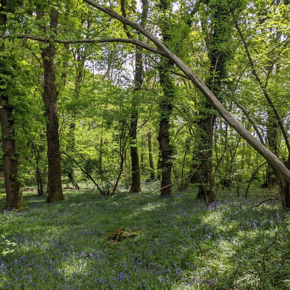 Protecting ancient woodlands