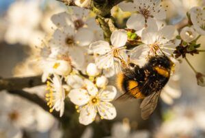 Bumblebee on blossom iStockphoto.com Andy Wasely