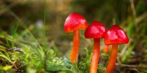 Fungus hygrocybe coccinea Adrian_am13 Shutterstock