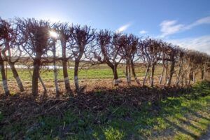 Photo-Roger-Hart-young-hedge-trimmed-at-top-gappy-thin-base