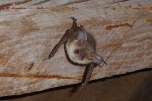 Plecotus_auritus_Brown long eared bat. 800 x 533