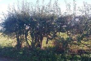 Poor-overtrimmed-hedgerow-Kent4