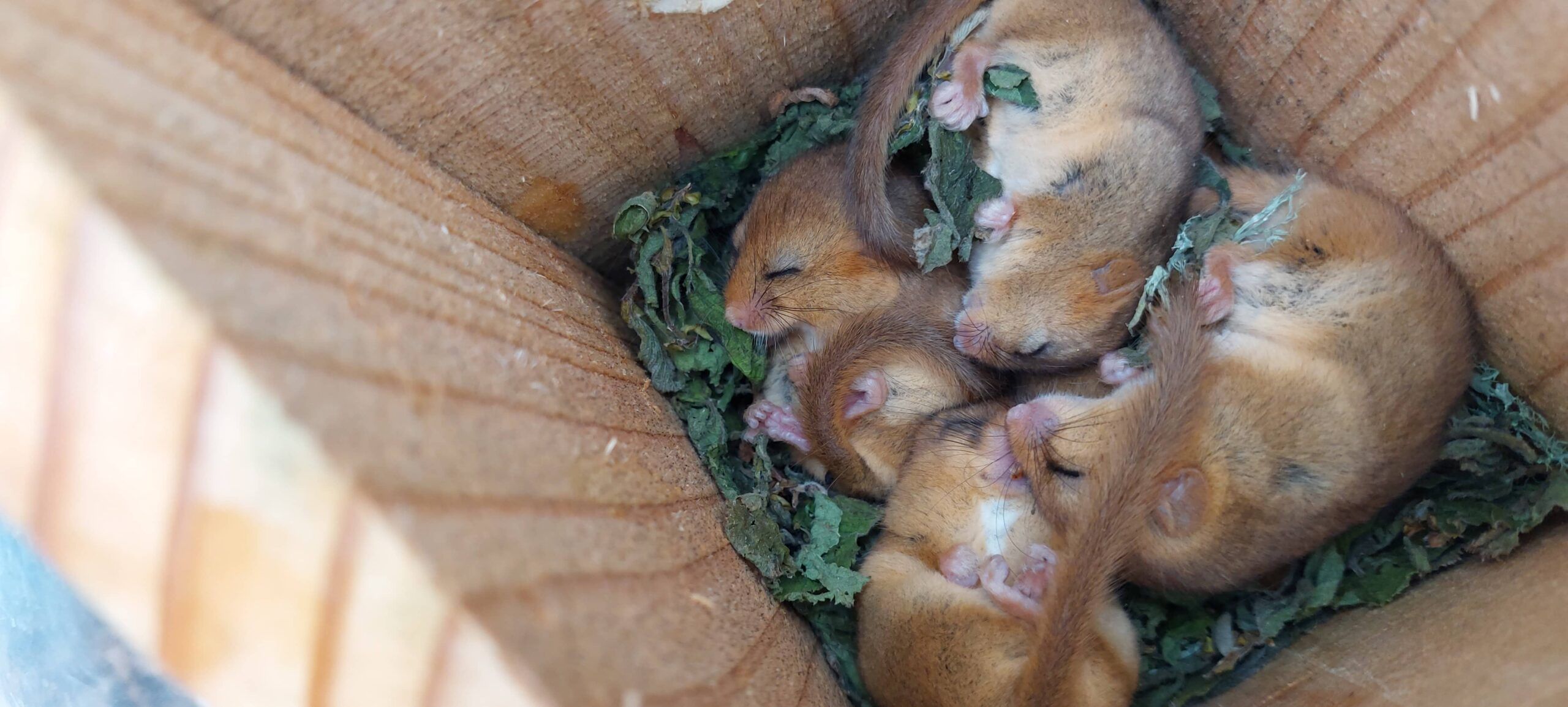 Four dormice in torpor by Sally Wadsworth