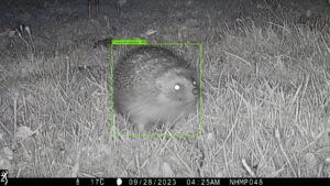 AI-tagged-image-of-a-hedgehog-spotted-as-part-of-the-National-Hedgehog-Monitoring-Programme.-Credit-the-National-Hedgehog-Monitoring-Programme